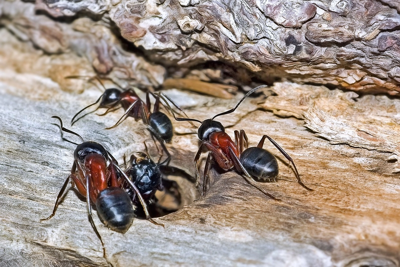How To Get Rid of Carpenter Ants Frontline Pest Control