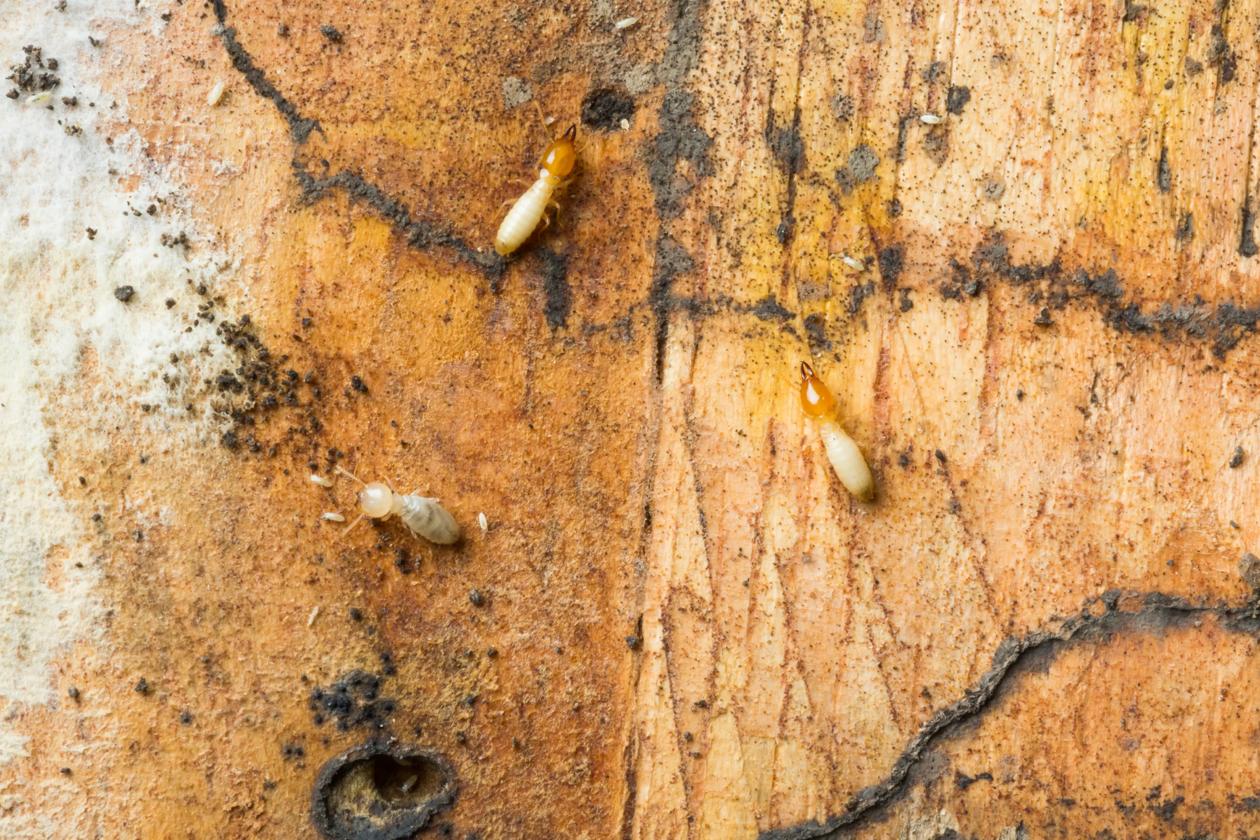 Common Types of Termites and How To Identify Them Frontline Pest Control