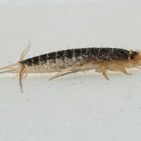 A silverfish