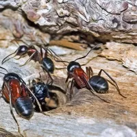 carpenter-ants-on-wood