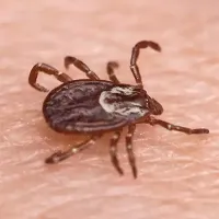 An American Dog Tick