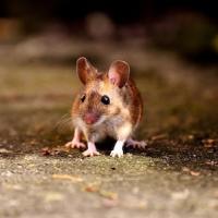 House Mouse