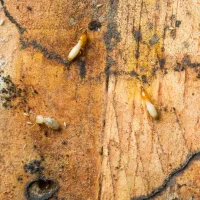 termites-crawling-on-wood