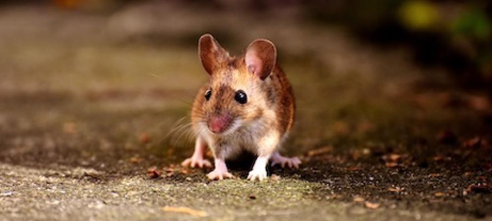 House Mouse