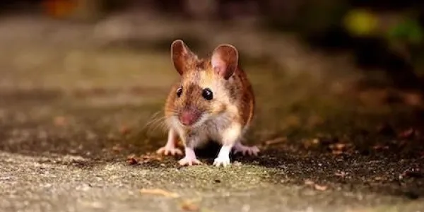 mouse-image