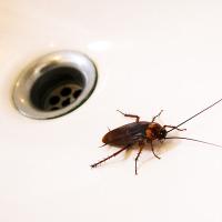 American cockroach next to tub drain