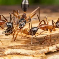 Carpenter ants outdoors
