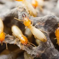 termite swarm