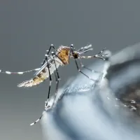 a mosquito close to a water source