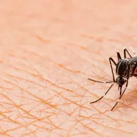 a mosquito biting