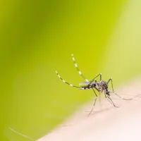 Mosquito biting a person