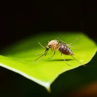 a mosquito on a green leaf