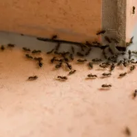 ants on the floor