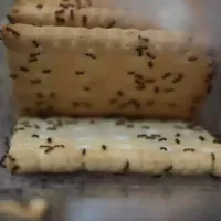 Odorous ants on crackers
