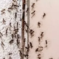 Ants coming out after a rain