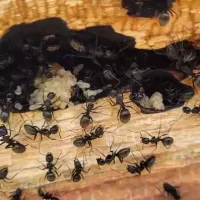 carpenter ants after a strong rain