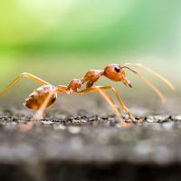 A fire ant