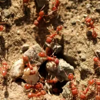 Ants after a rain