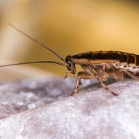 A German cockroach