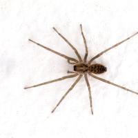 common house spider