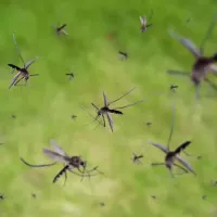 Mosquitoes in flight