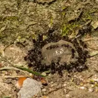 Ants grouping together after a rain