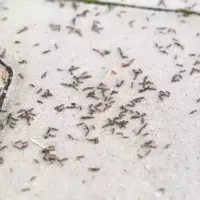 Black ants after a rain