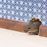 A mouse living in the wall of a house