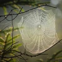 A spider web