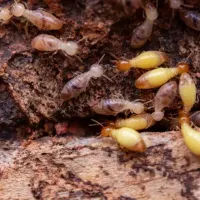 Swarming termites