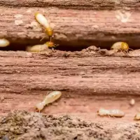 termites and fras in the wood beams of a house