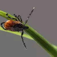 A tick on a blade of grass