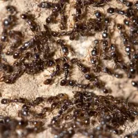 Black ants congregating after the rain