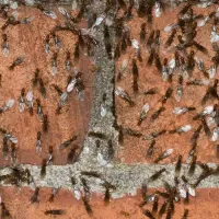 Ants after a severe rain