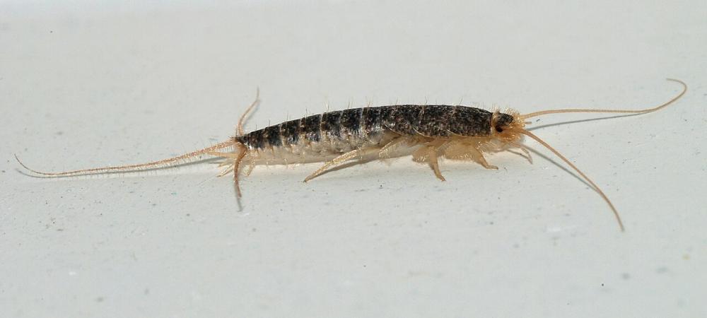 A silverfish