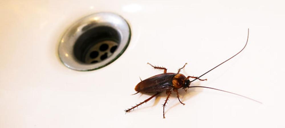 American cockroach next to tub drain