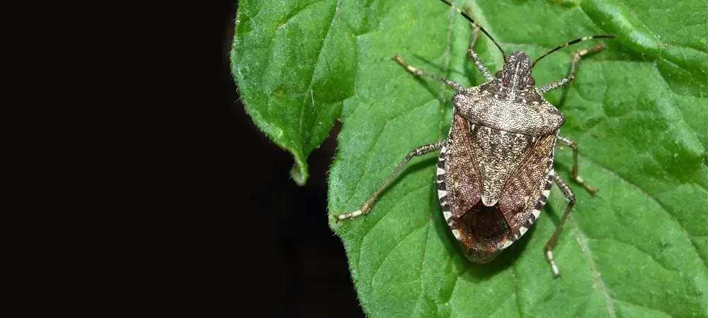 Stinkbug on a green leaf