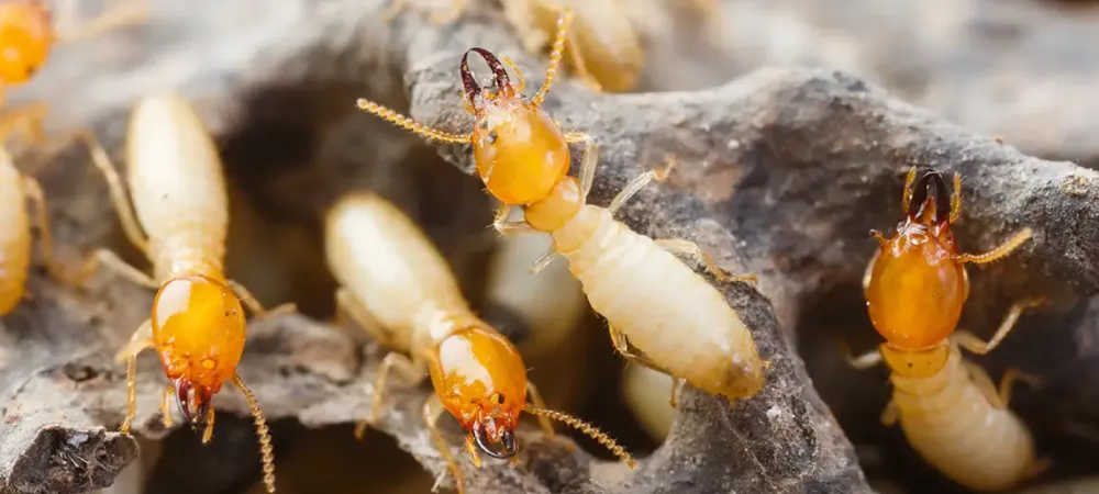 termite swarm