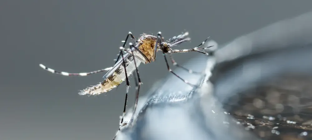 Mosquito drinking water