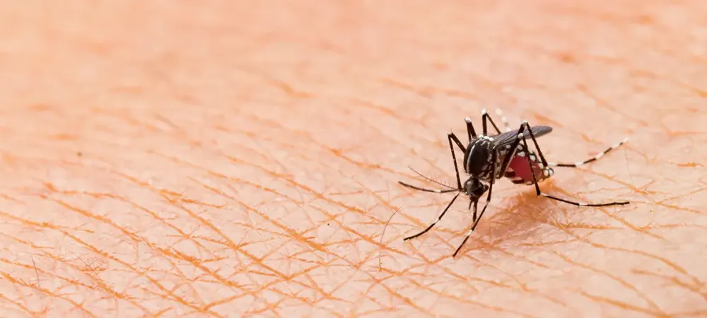 a mosquito biting