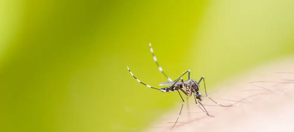 Mosquito biting a person