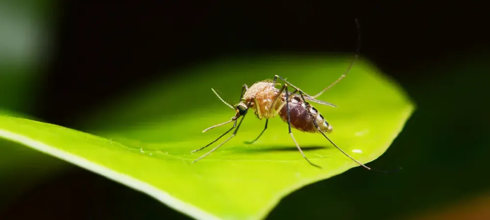 a mosquito on a green leaf