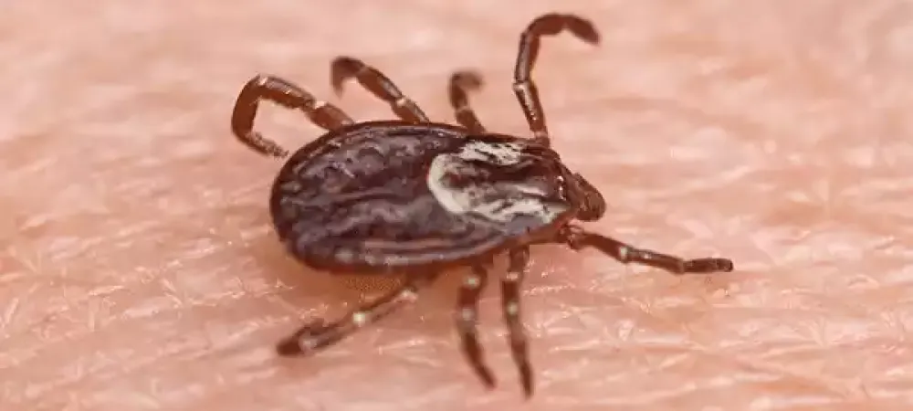 An American Dog Tick