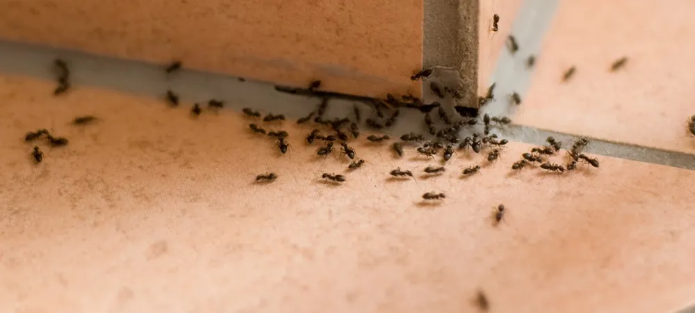 ants on the floor
