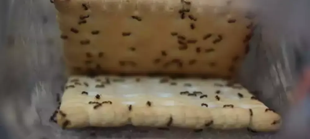 Odorous ants on crackers