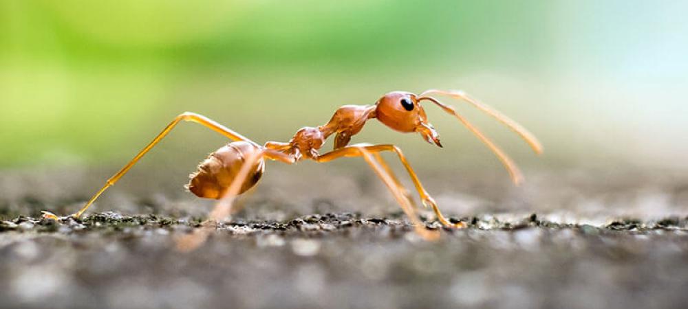 A fire ant