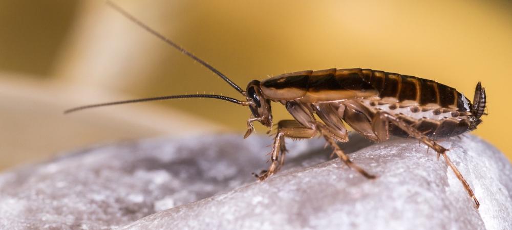 A German cockroach