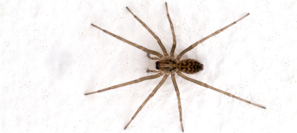 common house spider