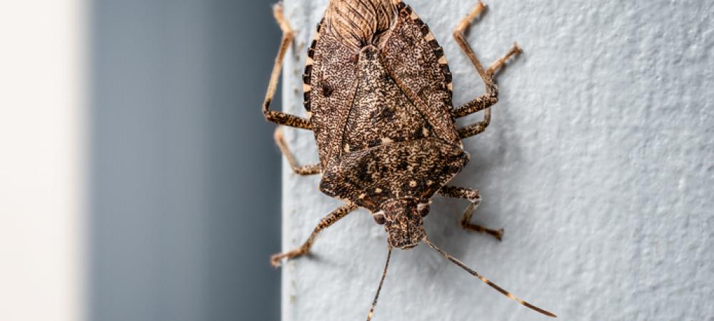 Brown Marmorated Stink Bug