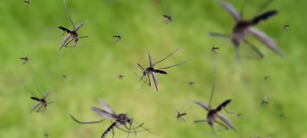 Mosquitoes in flight